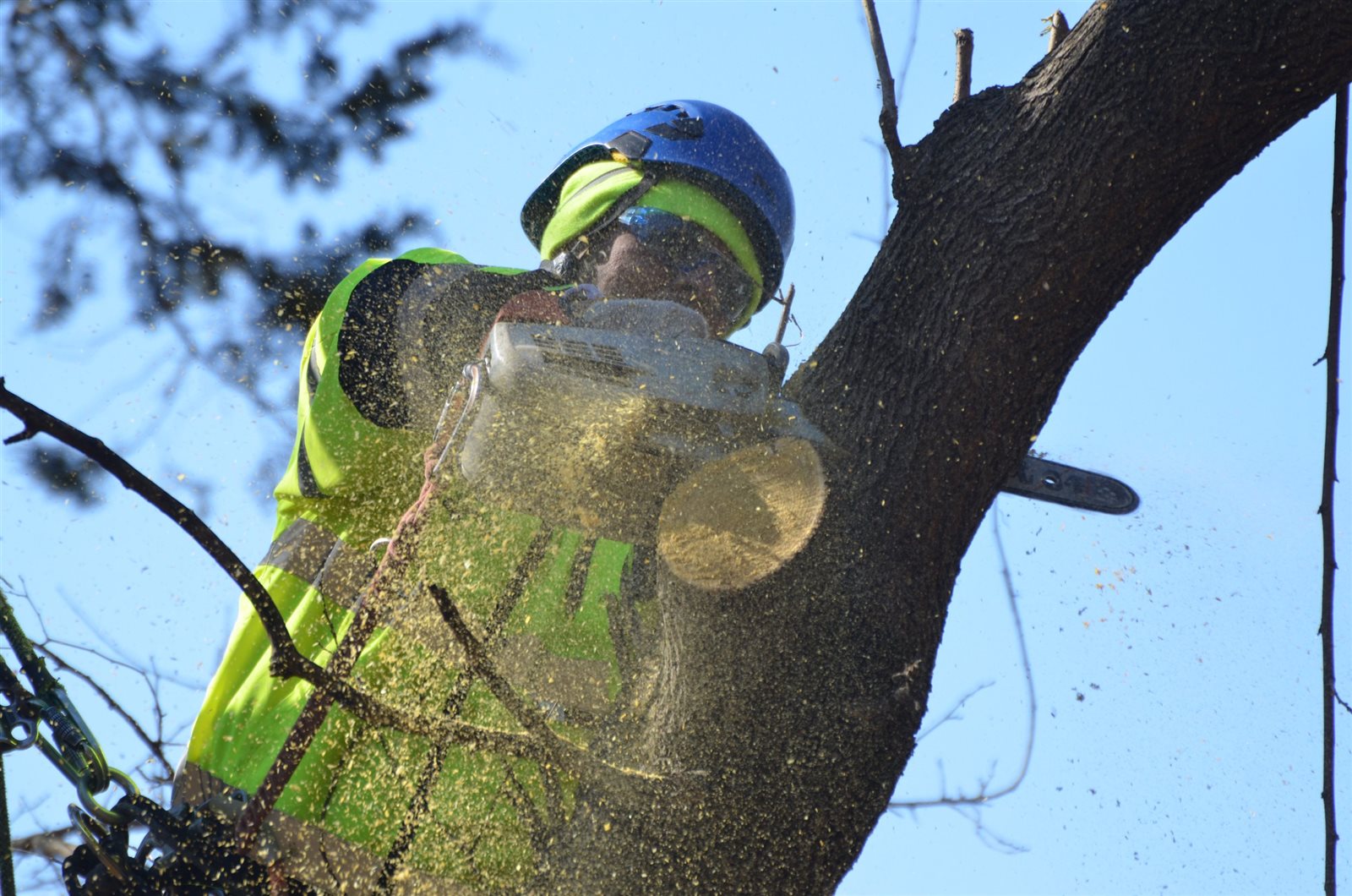 Arborist at work, shot on location